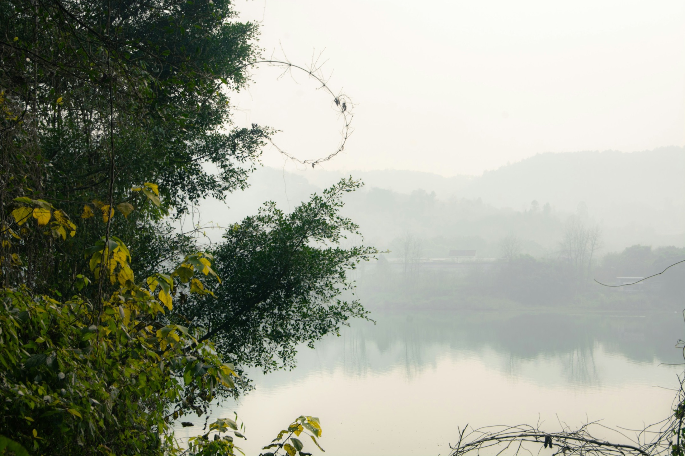 Morning mist over a lake, leaves in the foreground