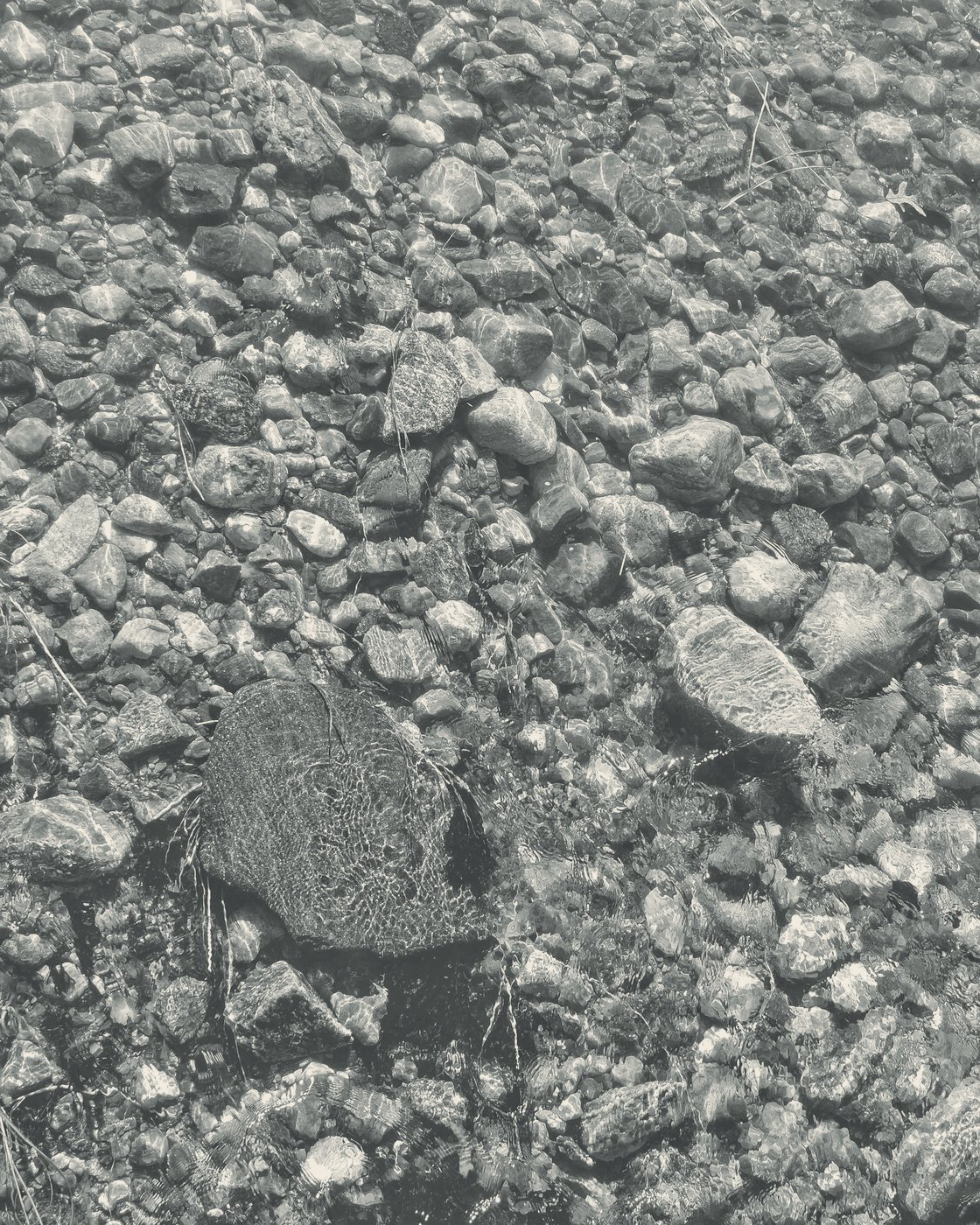 A dark, uneven stone among rounded pebbles in shallow water