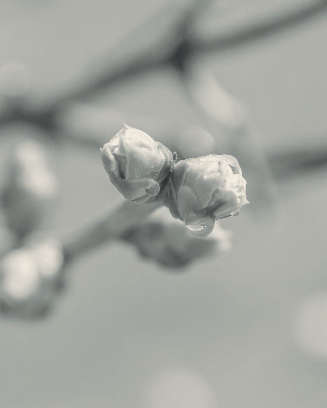 Two spring buds and a drop of water on a branch